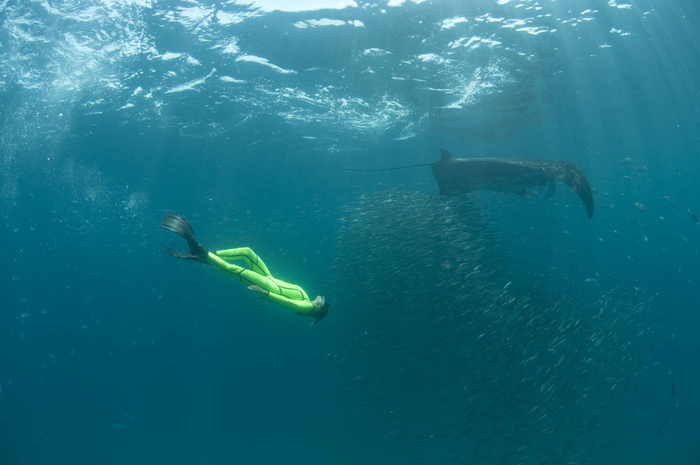 Mobula yarae Bucair &amp; Marshall, 2025