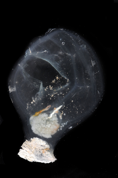 The Elven Abyss Tunicate