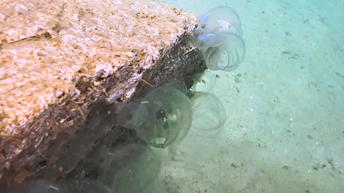 Kaikoja undume Mandre &amp; Rouse, 2025