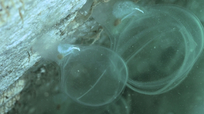 Kaikoja undume Mandre &amp; Rouse, 2025