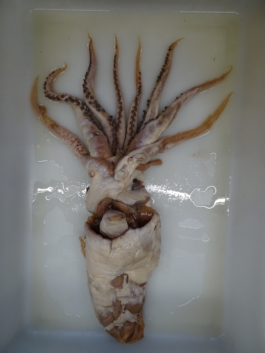 Poseidon's Squid