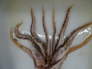 Mobydickia poseidonii Sa. Arnold & Fernández-Álvarez, 2025