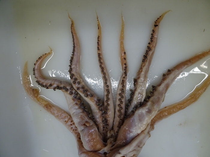 Mobydickia poseidonii Sa. Arnold &amp; Fernández-Álvarez, 2025