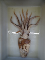 Mobydickia poseidonii Sa. Arnold & Fernández-Álvarez, 2025