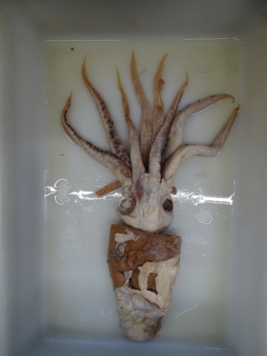 Mobydickia poseidonii Sa. Arnold &amp; Fernández-Álvarez, 2025