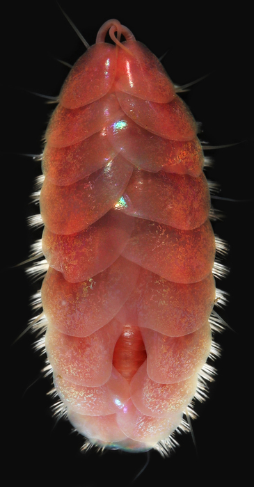 Iskra's Glitter Worm