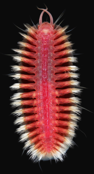 Iskra's Glitter Worm 2