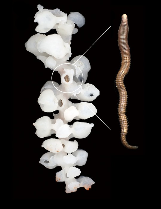 The Divine Dragon Glistenworm