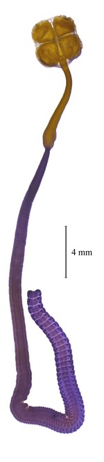 Acanthobothrium goleketen