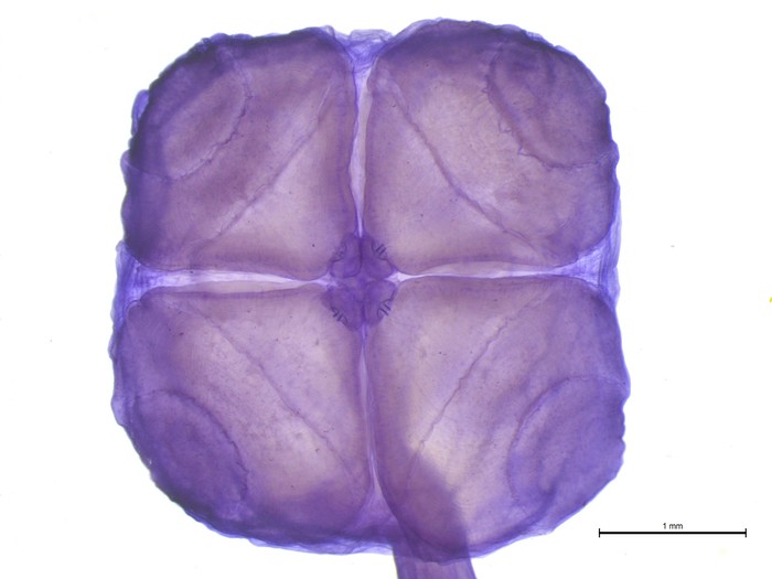 Acanthobothrium goleketen