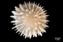 Deltocyathus zoemetallicus
