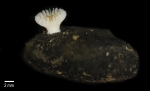 Deltocyathus zoemetallicus