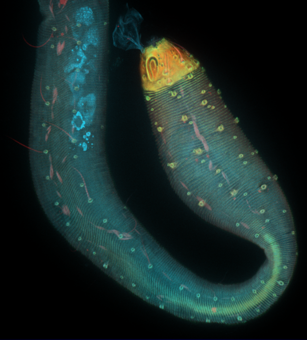 The Dragon Nematode 2