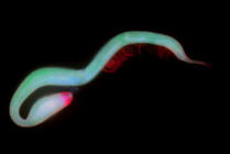 Dracograllus miguelitus