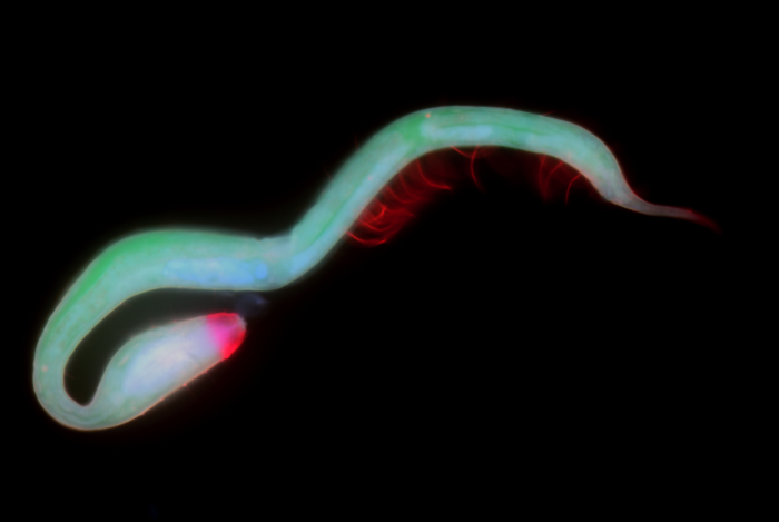 The Dragon Nematode 1