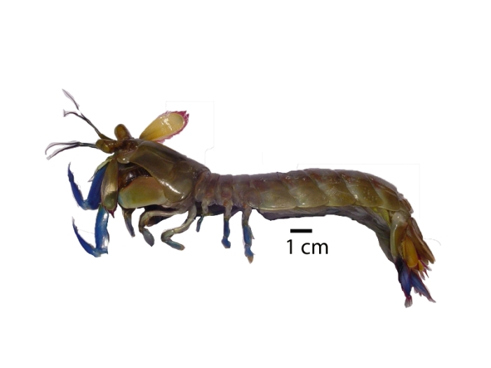 Hemisquilla ensigera