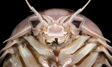 Bathynomus vaderi Ng, Sidabalok & Nguyen, 2025