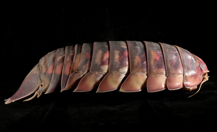 Bathynomus vaderi Ng, Sidabalok &amp; Nguyen, 2025