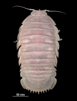 Bathynomus vaderi Ng, Sidabalok & Nguyen, 2025