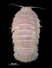 Bathynomus vaderi Ng, Sidabalok & Nguyen, 2025