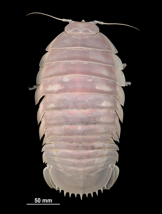 Bathynomus vaderi Ng, Sidabalok &amp; Nguyen, 2025