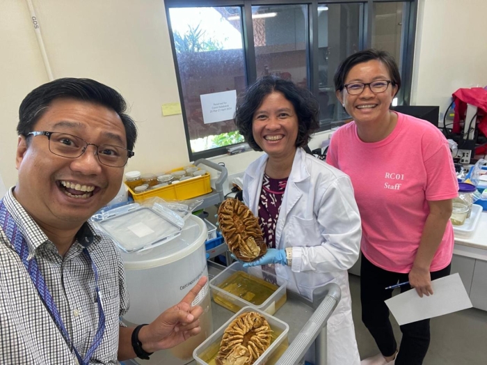 Bathynomus vaderi Ng, Sidabalok &amp; Nguyen, 2025