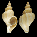 Neptunea heros (J. E. Gray, 1850) - Barents sea (Russia) - 107 mm