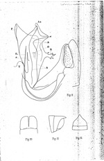 Leptoiulus juvenilis