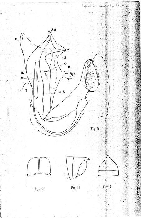 Leptoiulus juvenilis