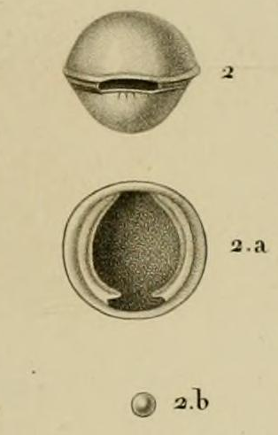Pyrgo laevis Defrance, 1824