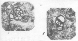 Endothyra prisca Rauzer-Chernousova & Reitlinger, 1936