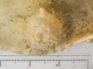 Boltenia echinata on shell