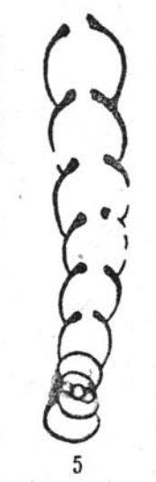 Endothyranella protracta Rauzer-Chernousova, 1938