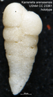Karreriella arenasensis Cushman & Bermúdez, 1937