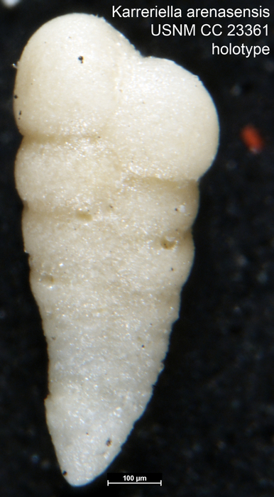 Karreriella arenasensis Cushman &amp; Bermúdez, 1937