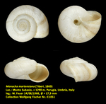 Monacha martensiana (Tiberi, 1869)