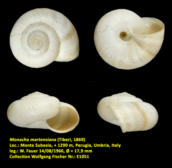 Monacha martensiana (Tiberi, 1869)