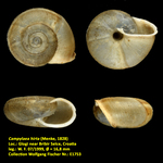 Campylaea hirta (Menke, 1828)
