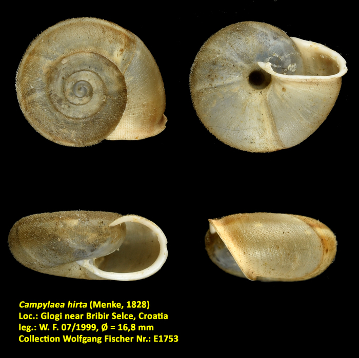 Campylaea hirta (Menke, 1828)