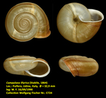 Campylaea illyrica (Stabile, 1864)