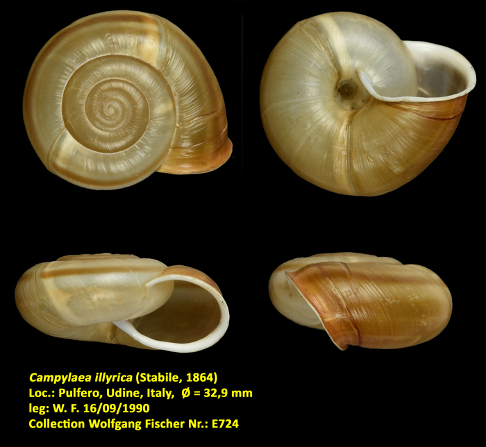 Campylaea illyrica (Stabile, 1864)