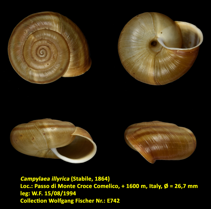 Campylaea illyrica (Stabile, 1864)