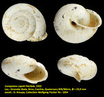 Campylaea capeki Petrbok, 1922