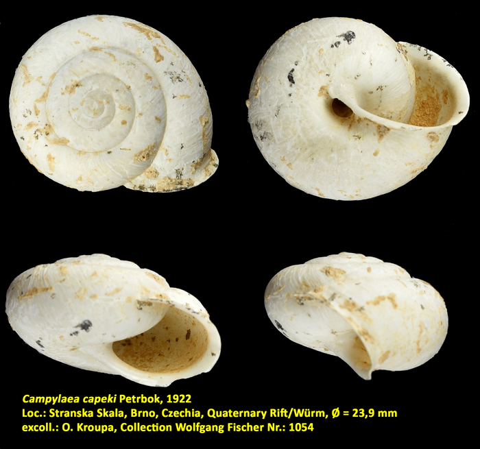 Campylaea capeki Petrbok, 1922