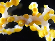 Corallizoanthus aureus