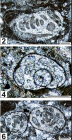 Orthovertellopsis proteaeformis Vachard, Krainer & Lucas, 2015