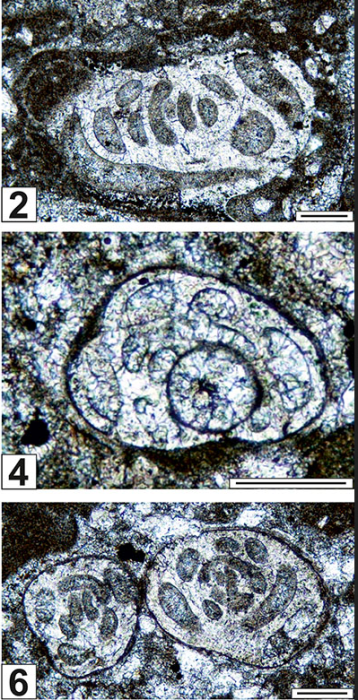 Orthovertellopsis proteaeformis Vachard, Krainer &amp; Lucas, 2015