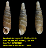 Fusulus interruptus (C. Pfeiffer, 1828)