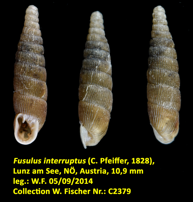 Fusulus interruptus (C. Pfeiffer, 1828)