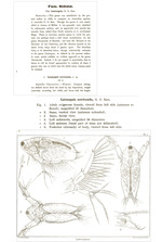 Sarsilatona serricauda